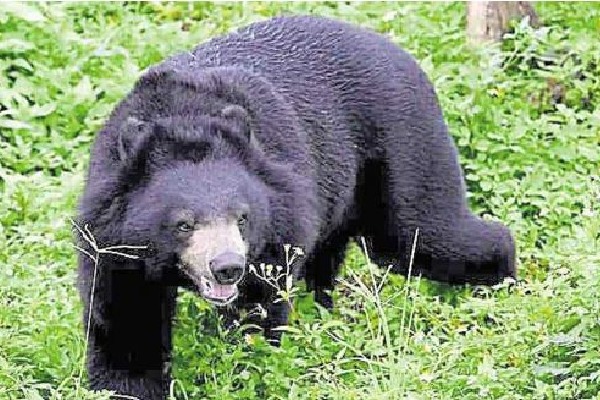 A wild bear creates ruckus in Karimnagar
