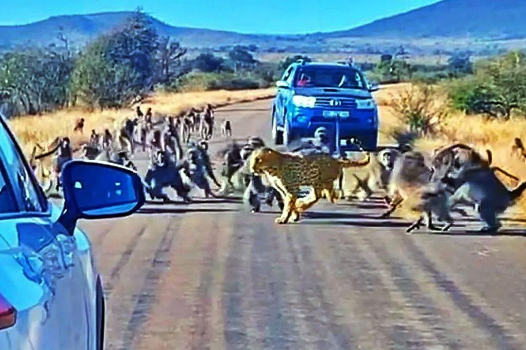 Baboons Attack A Leopard In The Middle Of The Road