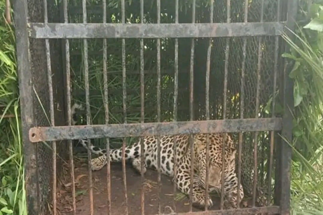 Another leopard trapped on trekking route to Tirumala temple