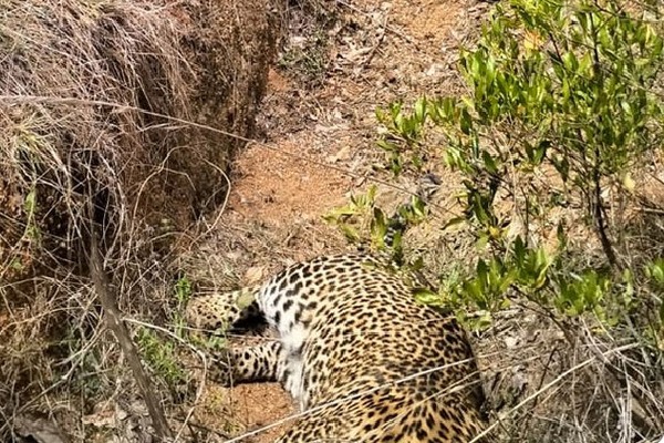 Another Leopard died in Sri Sathyasai district 