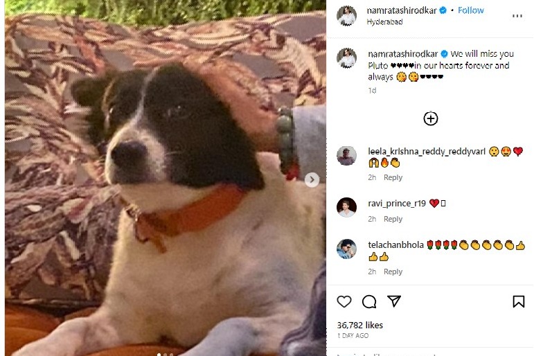 Mahesh Babu pet dog Pluto dies Namrata Shirodkar and Sitara share heartfelt goodbyes