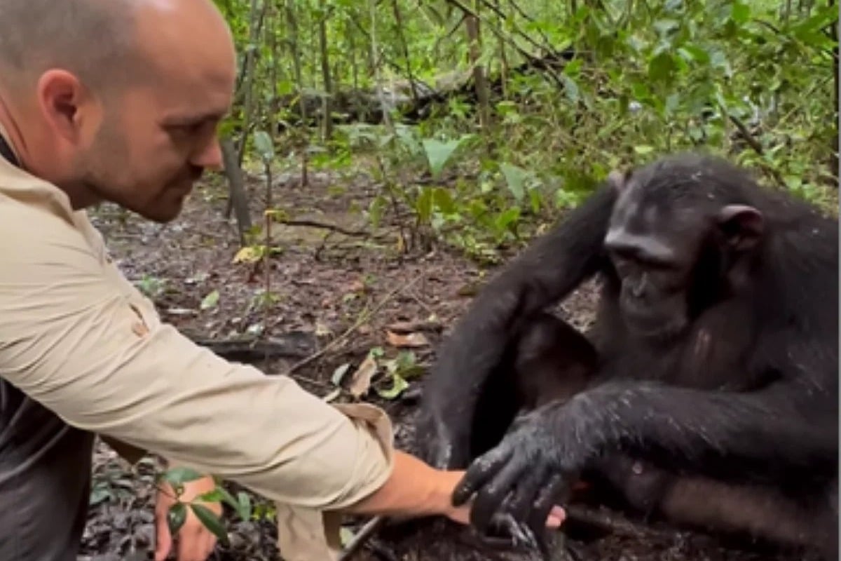 Anand Mahindra Shares Clip Of Chimpanzee Washing A Photographers Hands