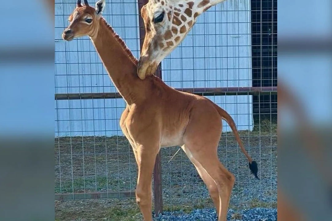 Giraffe Calf Without Spots Born In US Zoo