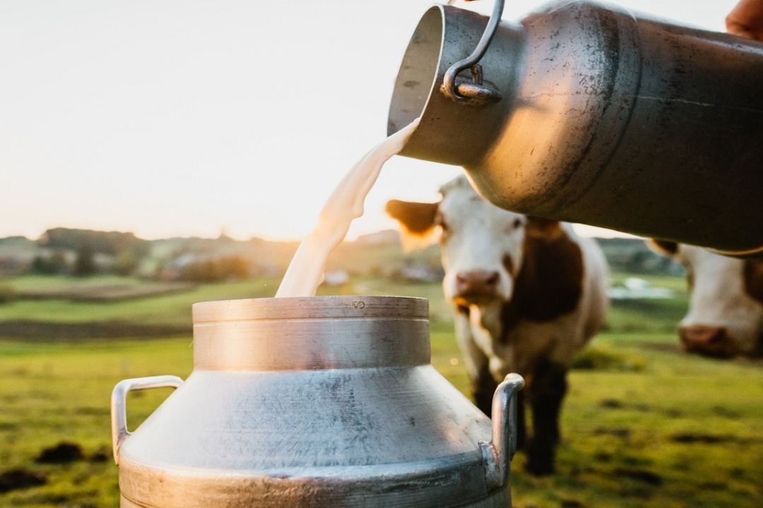 Environmental impact of milk production from animals