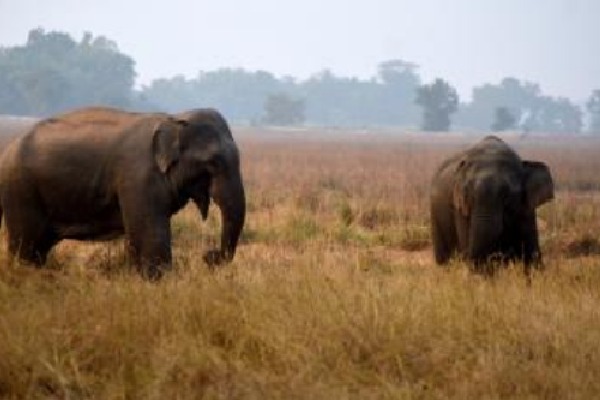 Couple trampled to death by wild elephants in Andhra Pradesh