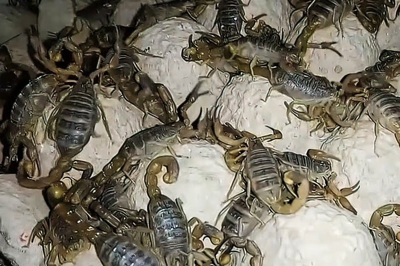 Scorpion farming to harvest poison to be used in cometics and medicines