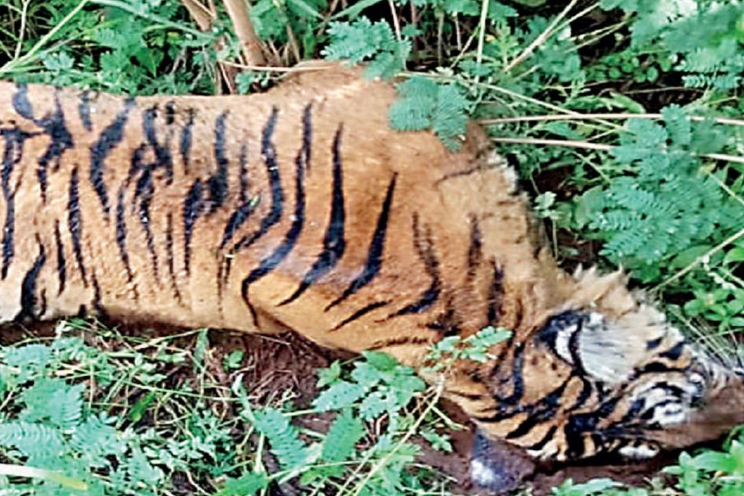 One tiger killed in every three days in India