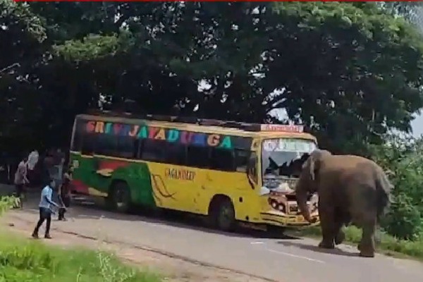Elephant attacks on a bus in Manyam district