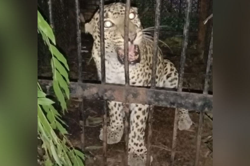 Another leopard caught on Tirumala alipiri road