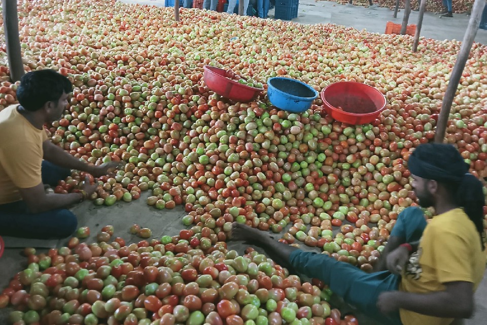 Tomato prices expected to fall after higher supplies in Telugu states