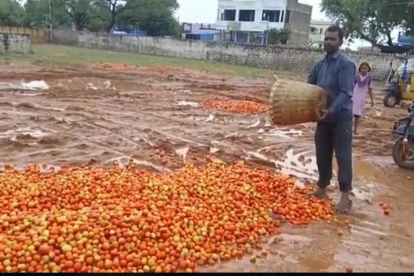 Tomato prices dips after three months