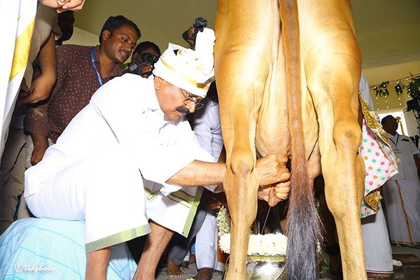 Bhumana milking a cow at Goshala