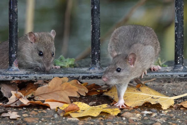 Rats turns into main attraction in New York city