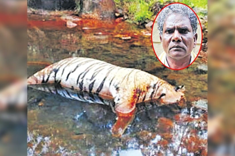 Farmer kills tiger by poisoning after it kills his cow