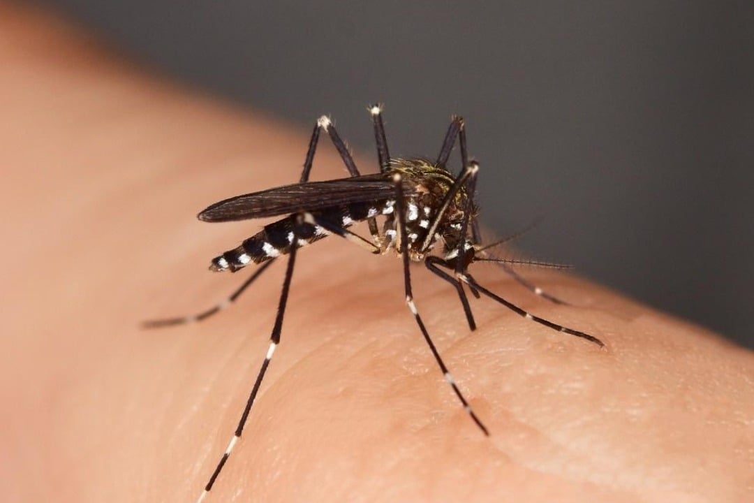 Honduras tries ending dengue with wolbachia mosquitoes