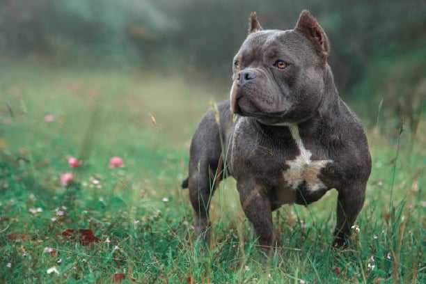UK bans American XL Bully Dogs