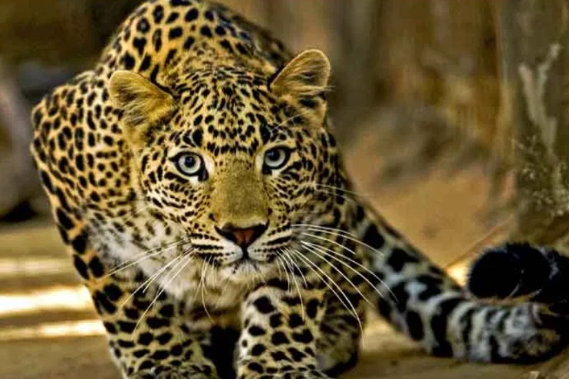 Officials suspect man eater leopard is still in the Tirumala forest
