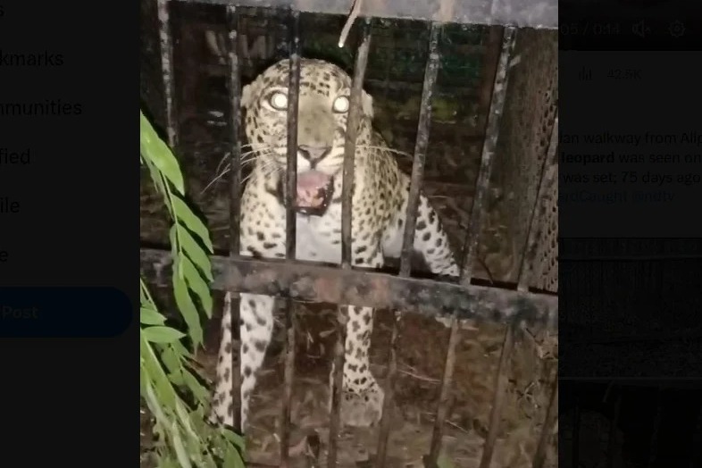 TTD awaits for lab reports to identify which leopard killed Lakshita