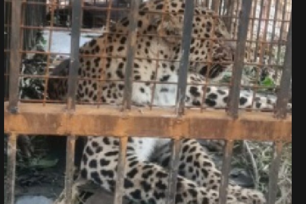 Sixth leopard caught in Tirumala, authorities mulling to build permanent fence to protect pilgrims
