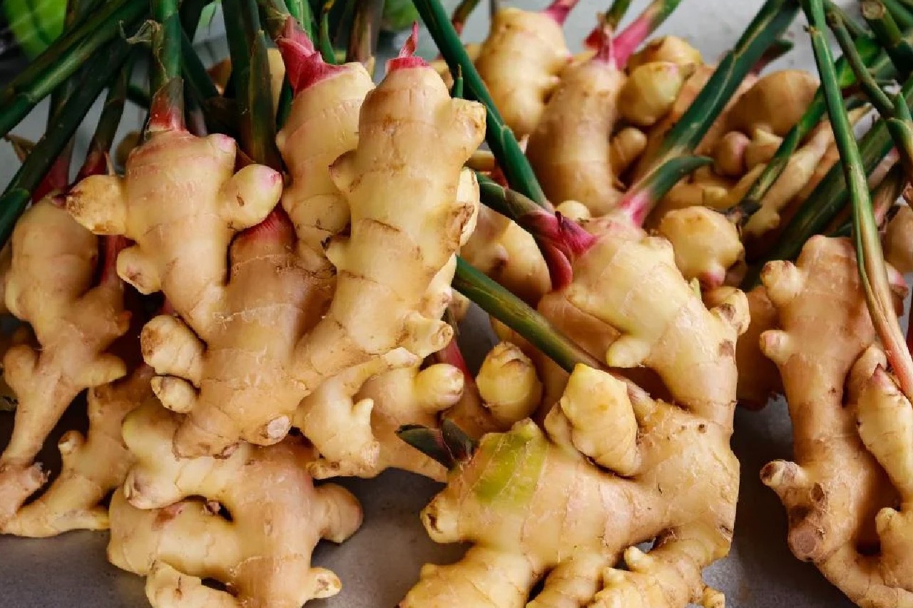 Ginger supplements can be beneficial in treating autoimmune diseases: Study