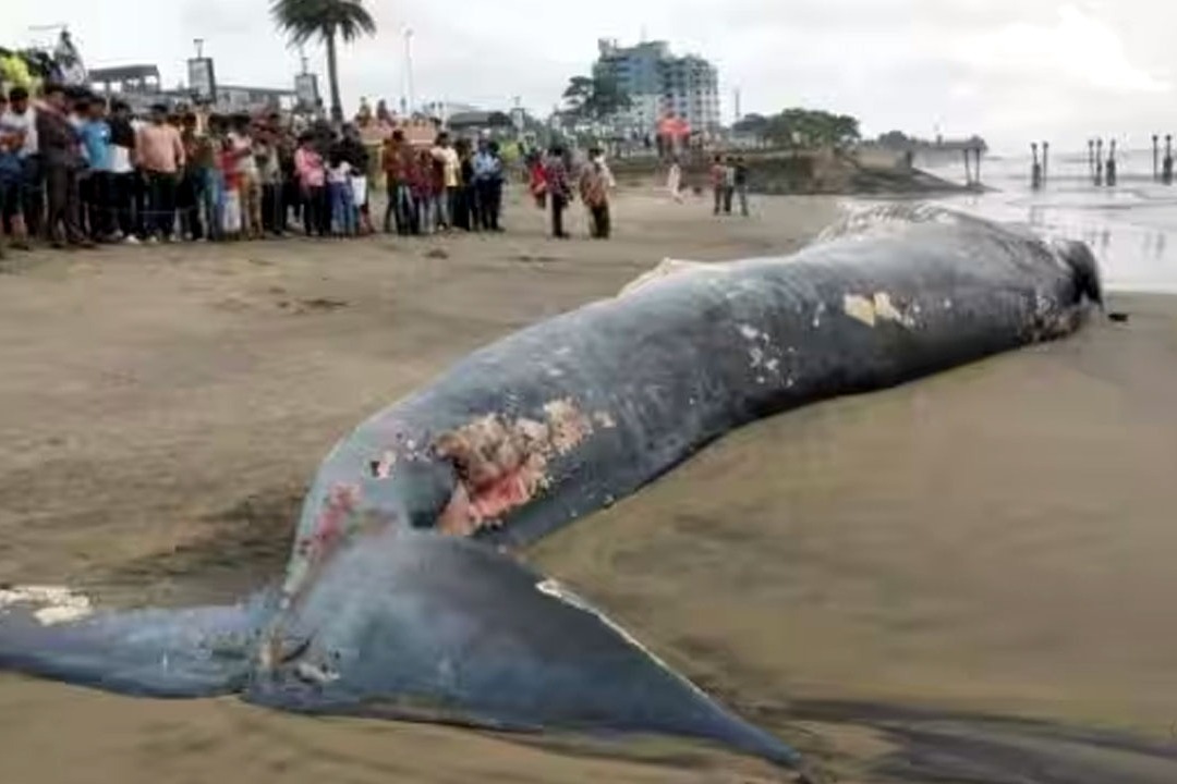 50 foot long whale carcass washes up on Kerala shore