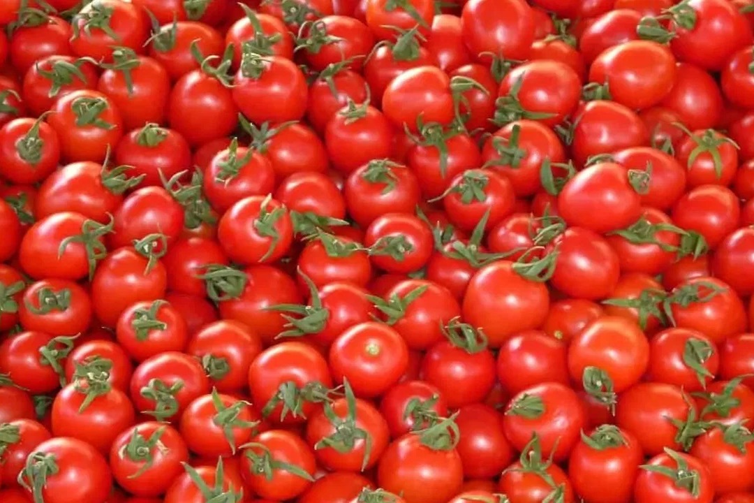 Tomato Price Falls To 30 Paise Per Kg At Pattikonda Market in Kurnool District