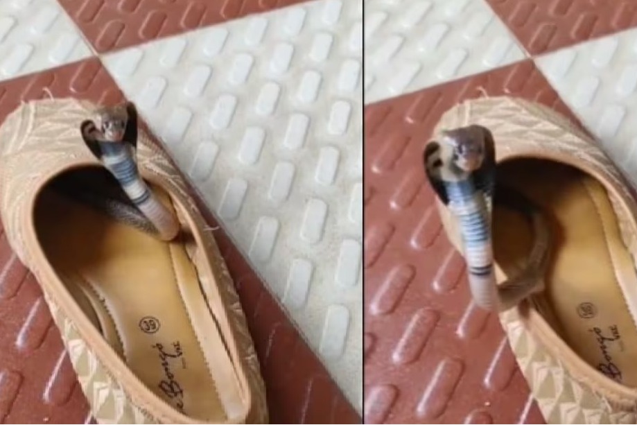 Forest Officer Shares Video Of Baby Cobra Hiding Inside A Shoe Asks People To Be Careful