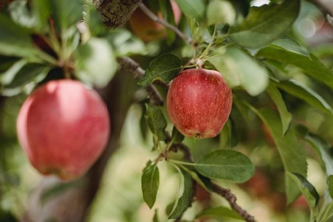 Fresh Apple Fruit, Indian