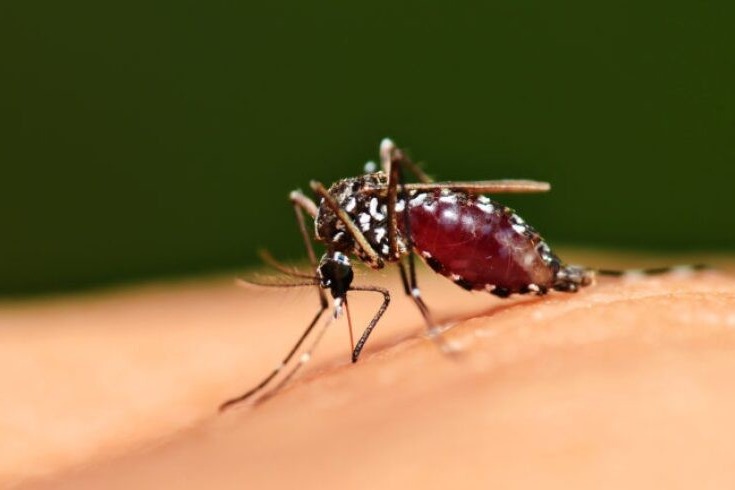 Covid19 antibodies making dengue more severe says study what experts say