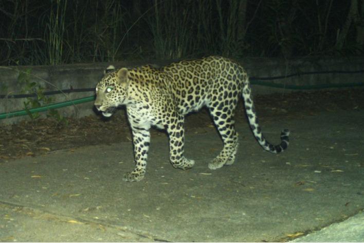 Another leopard spotted at Tirumala walk way