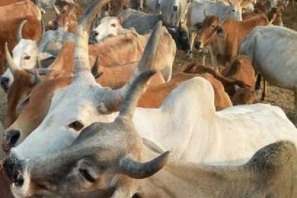 UP govt to conduct census of cows