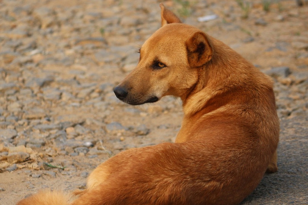 A Dog Endless Wait For Dead Owner in Kerala