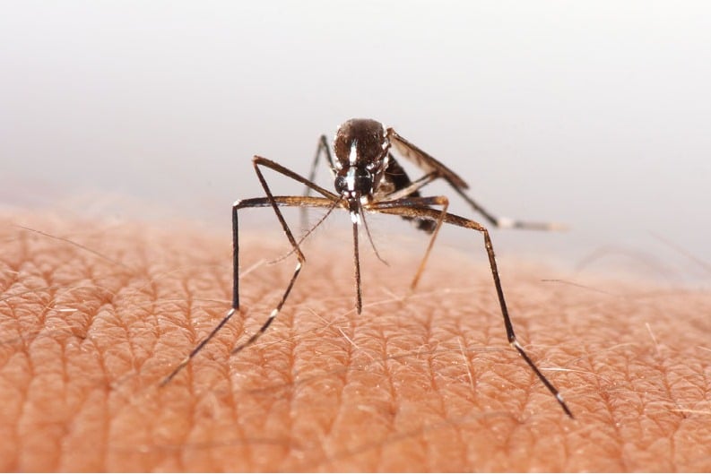USFDA okays world's first chikungunya vaccine