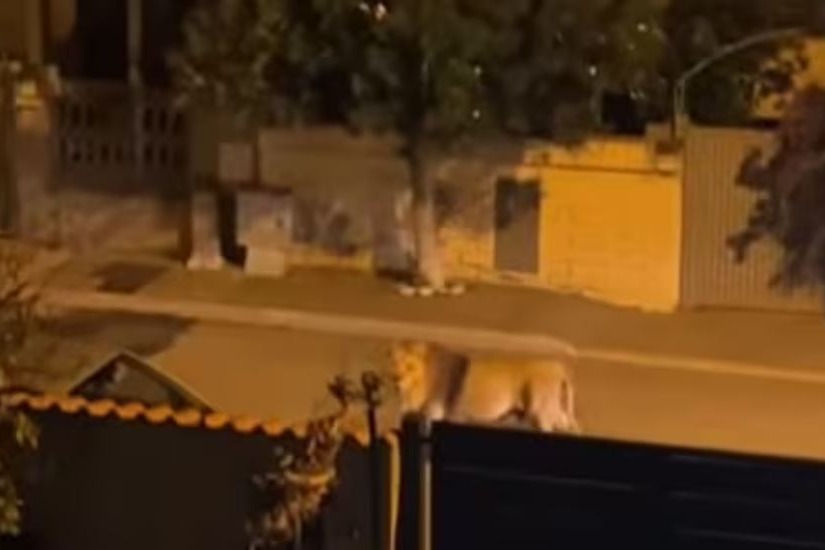 Lion roams freely through Italian streets in viral video Watch