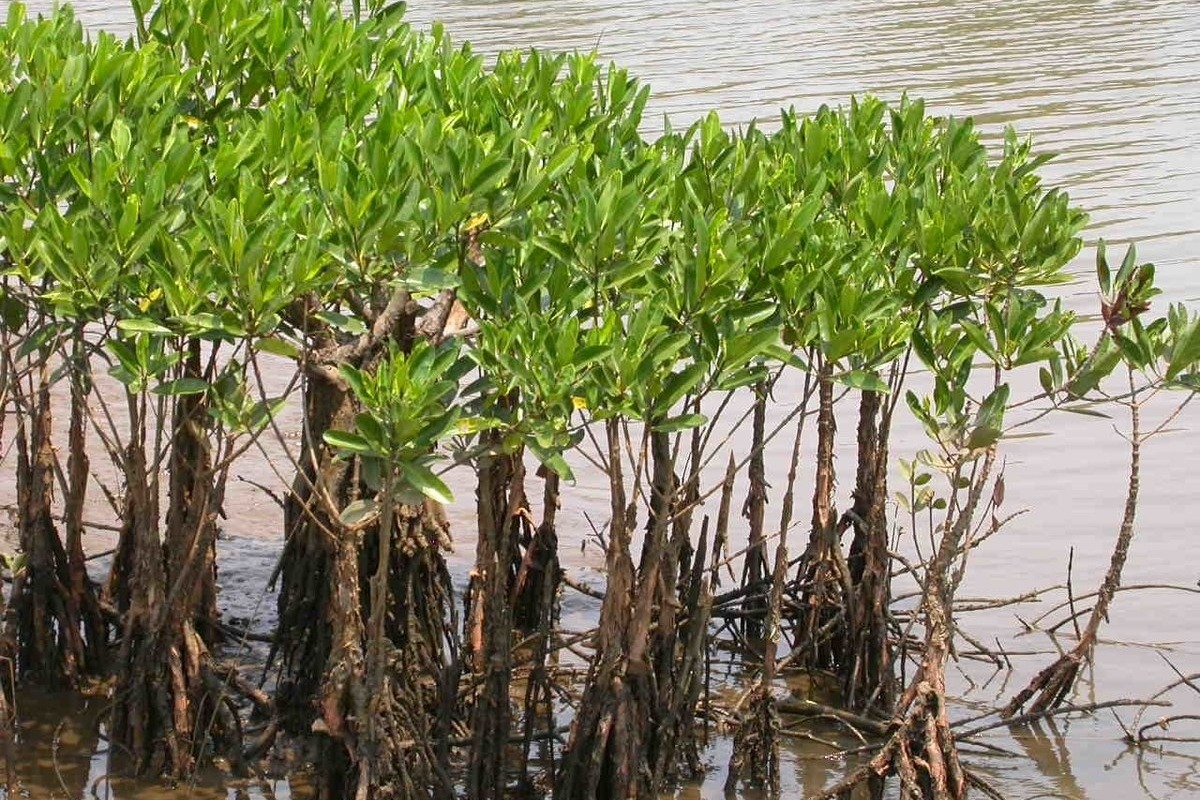 Sunderbans women show the world how mangroves reduce impact of cyclones