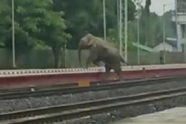 Jumbo deaths: Railways develop AI-based software to avoid collisions, to roll out in all elephant corridors