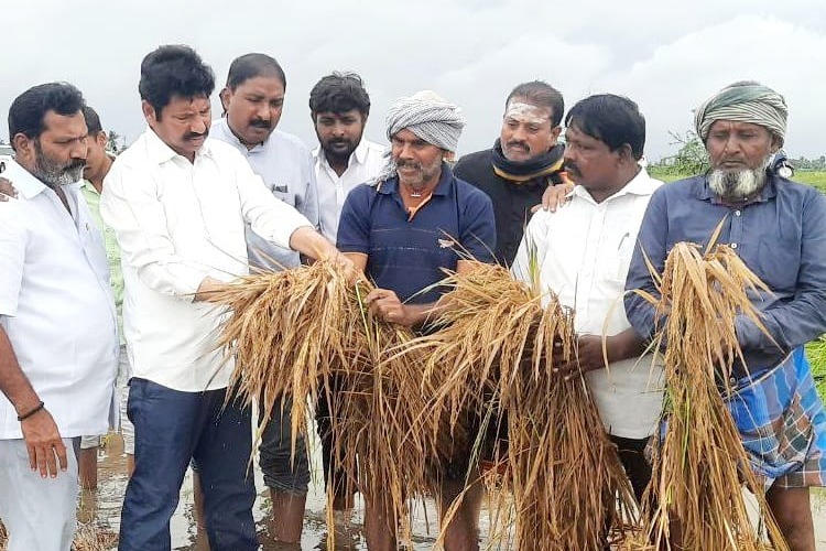 Cyclone causes extensive damage to crops in Andhra Pradesh