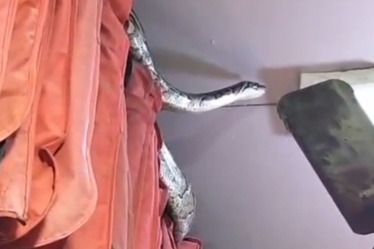 Python found in garment store in UP’s Meerut