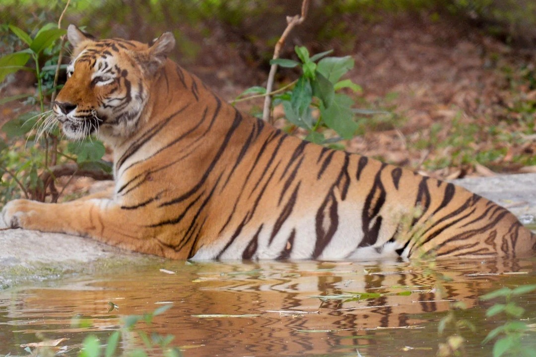 Man Found Half Eaten By Zoo Tigers In Pakistan