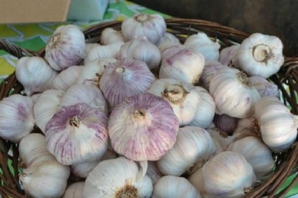The Prices Of Garlic Have Increased Drastically Above Rs 400 Per Kg