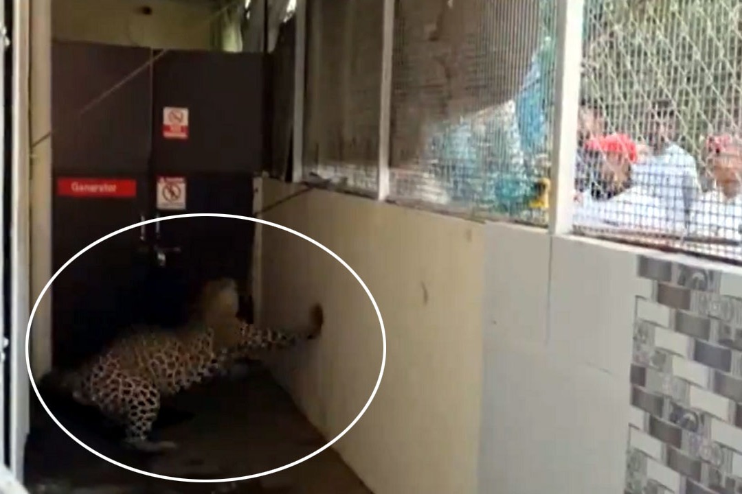 Leopard Enters into hospital premises