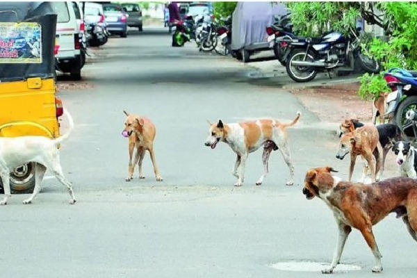 Stray dogs Attacked On Kids In Hyderabad