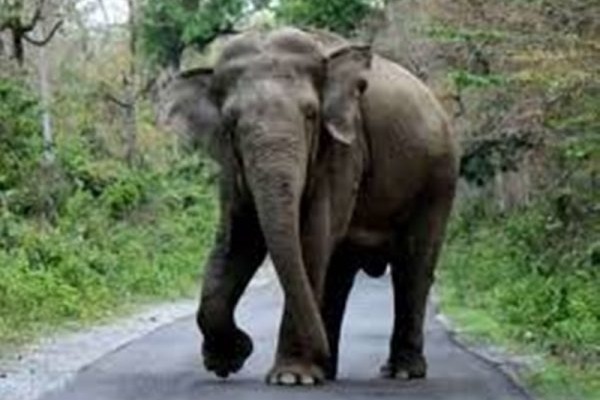Watchman killed by tusker in UP's Katarniaghat sanctuary