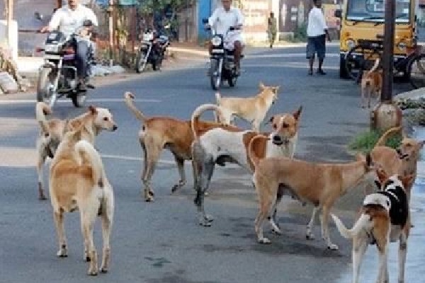 Five Months Old Dead After Dog Bite In Hyderabad