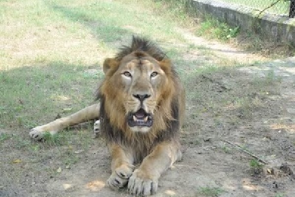 ‘Bahubali’ passes away at Etawah Lion Safari