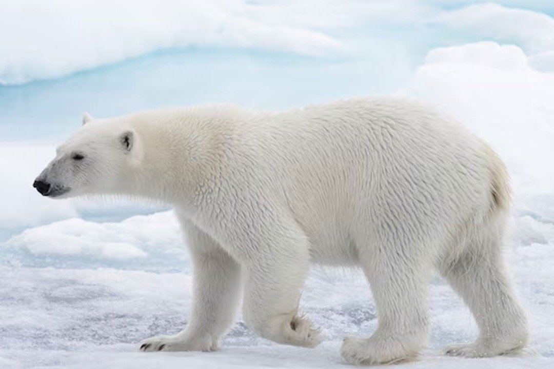 Polar Bear died with bird flu first case in world