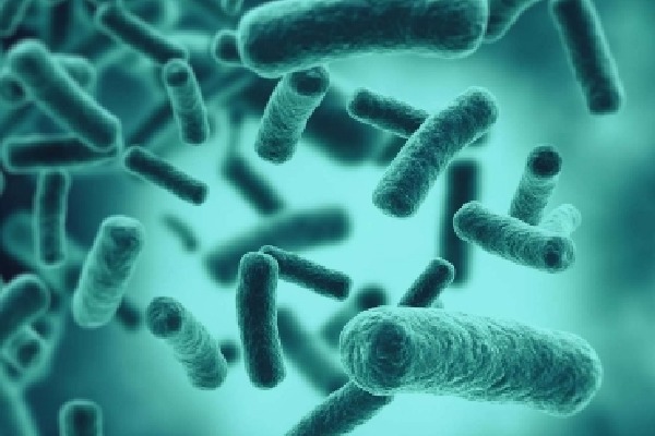 Scientists find 35 previously unknown species of bacteria