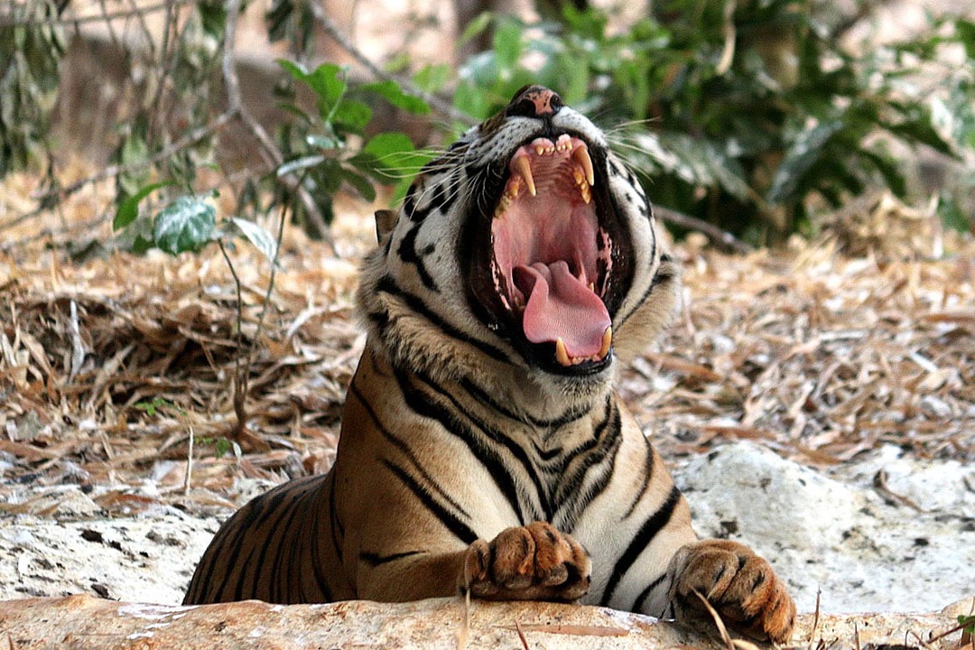 A tiger attacked a woman and died in Aheri taluka In Maharastra