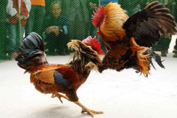 Cockfights go unchecked in Andhra Pradesh