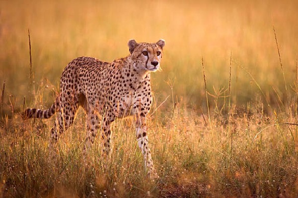Another Cheetah dies in Kuno National Park